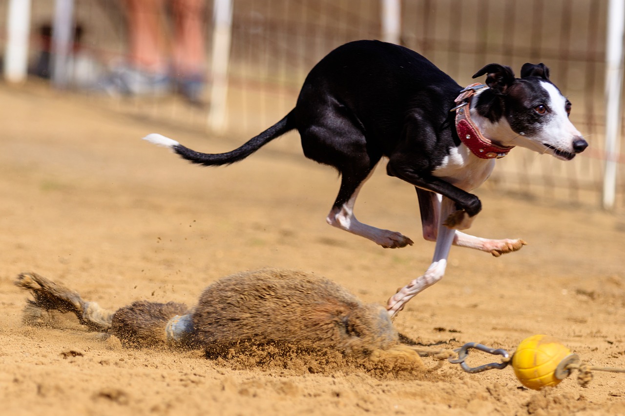 dog  greyhound  pet free photo