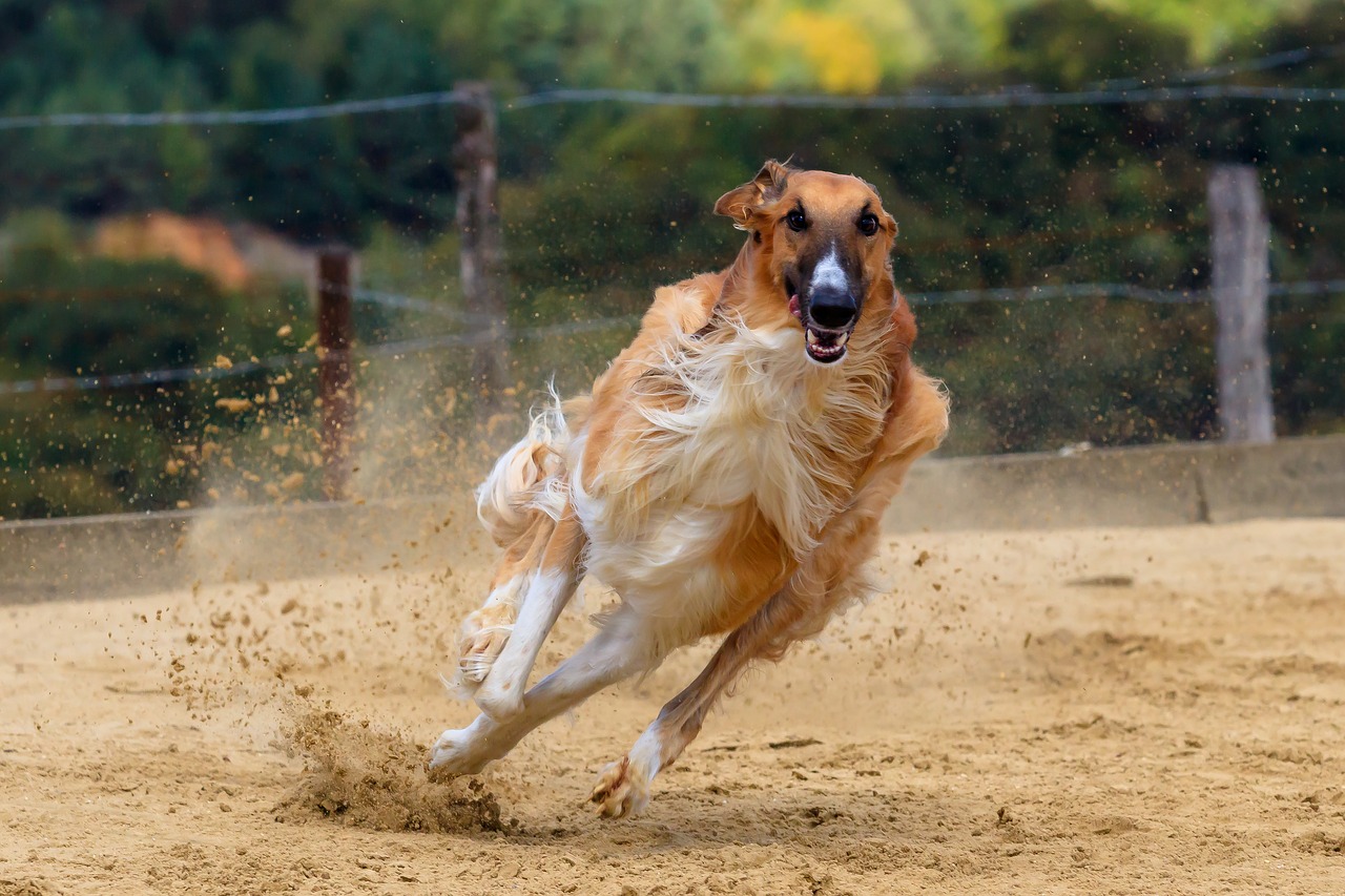 dog  greyhound  pet free photo