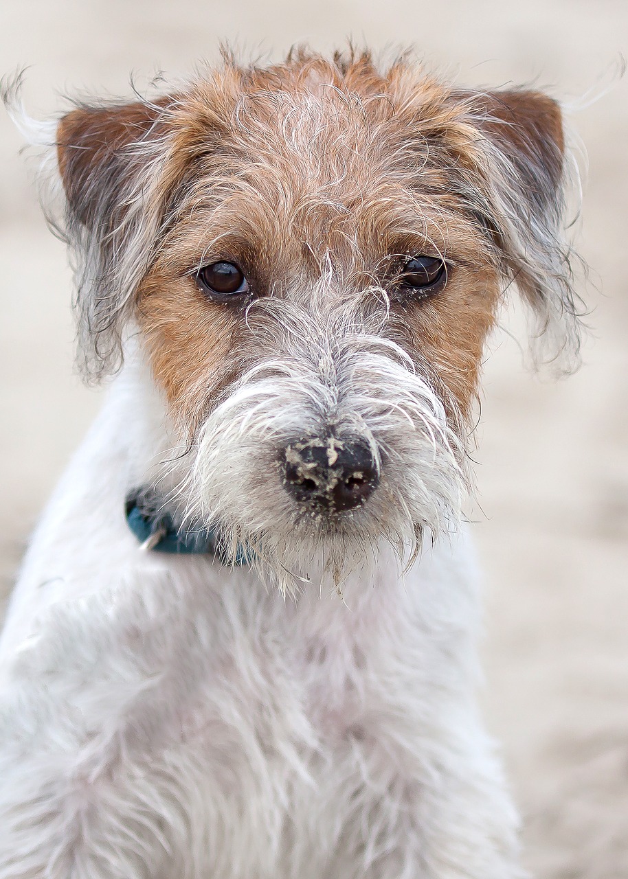 dog  terrier  parson free photo