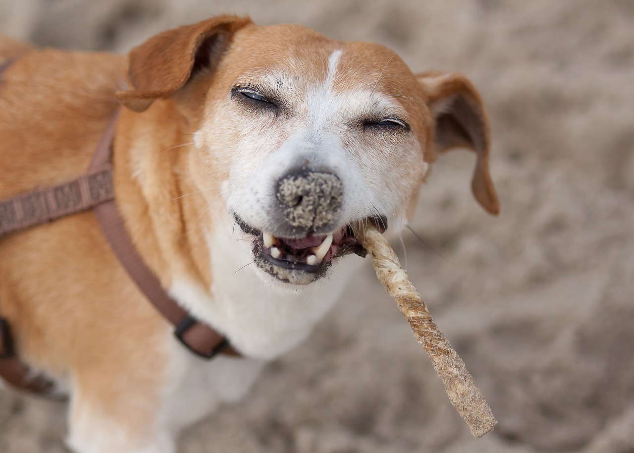 dog  terrier  parson free photo