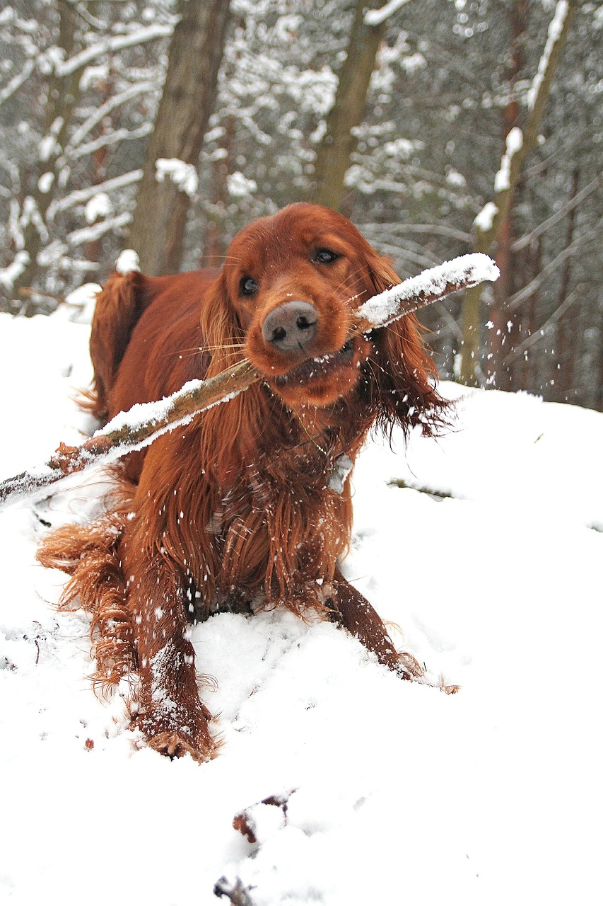 dog stick winter free photo