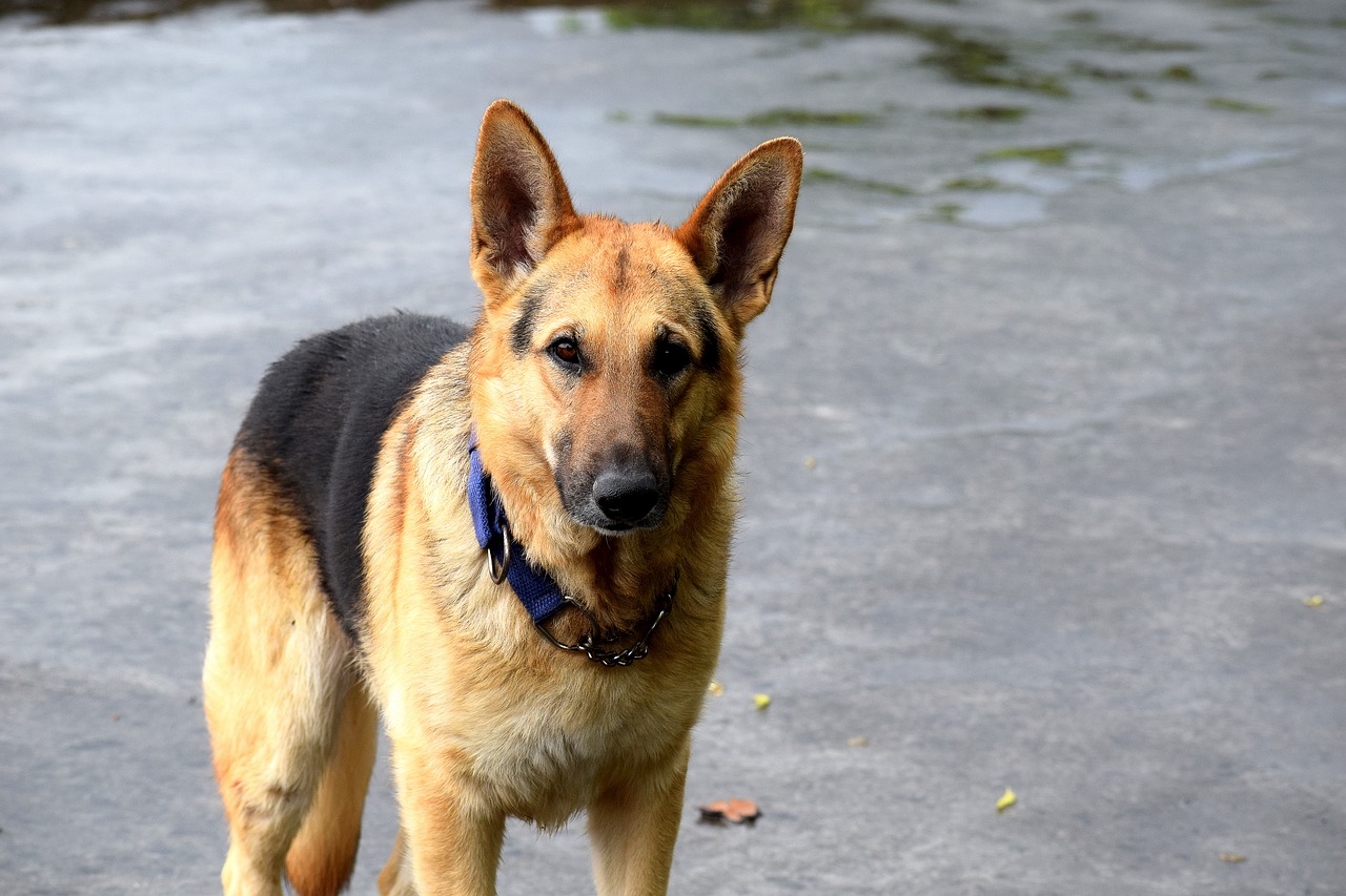 dog  german shepherd  animal free photo