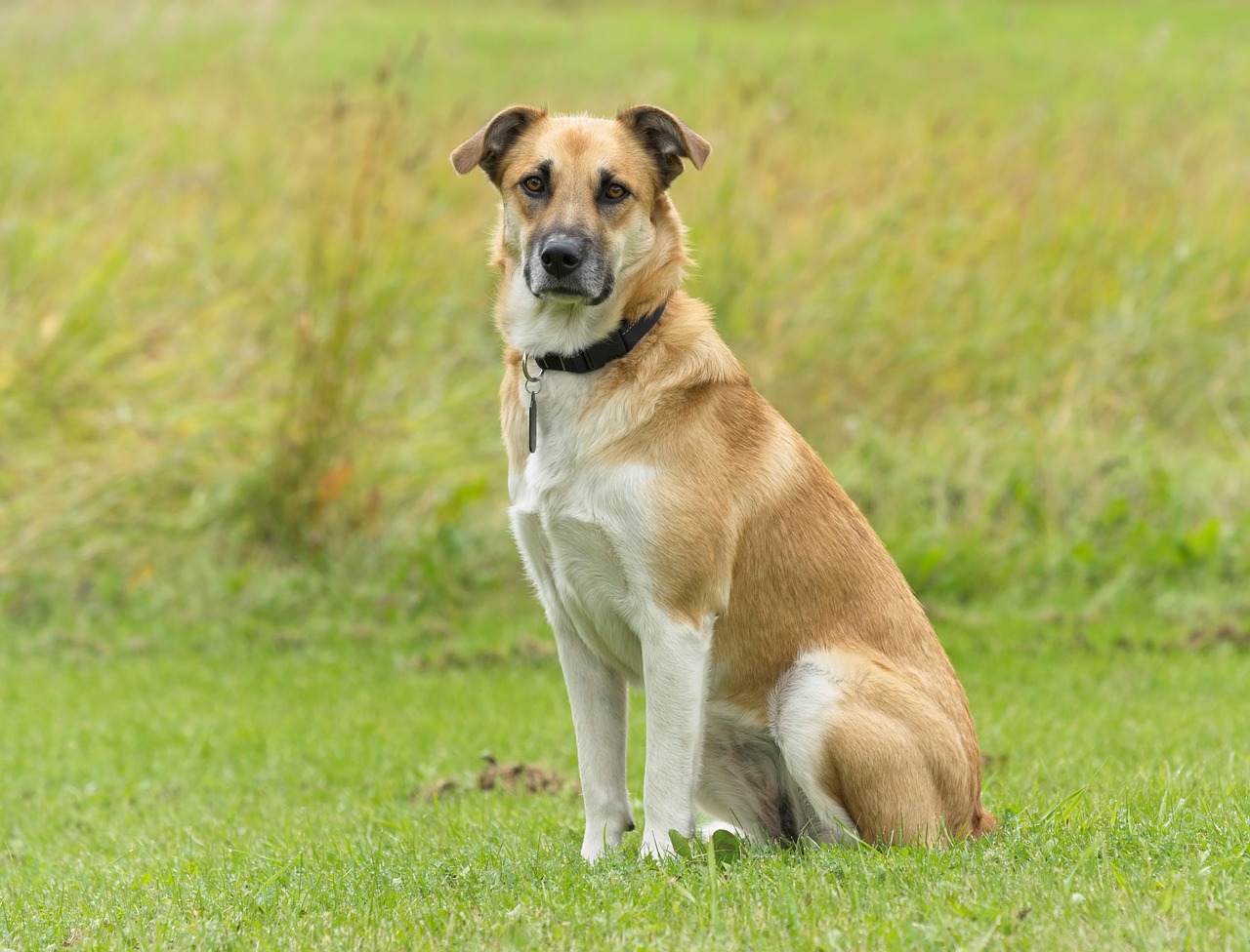 dog  meadow  grass free photo