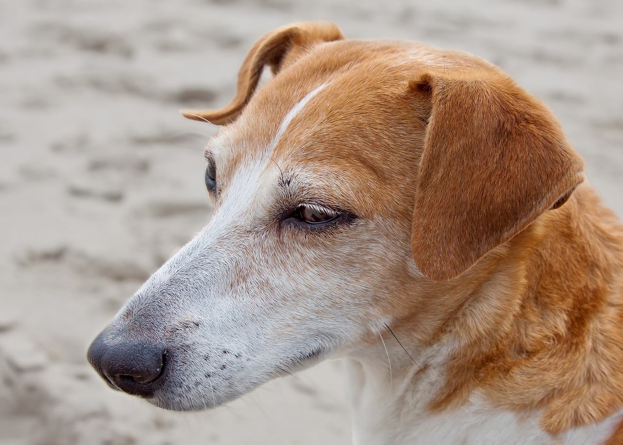 dog  jack russel  terrier free photo