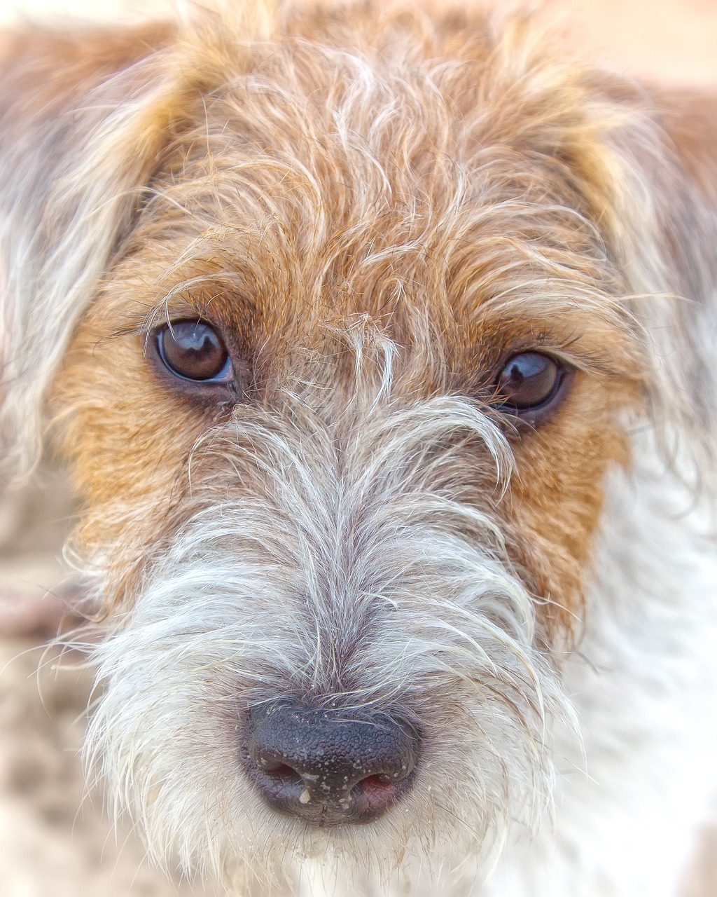 dog  parson russel terrier  pet free photo