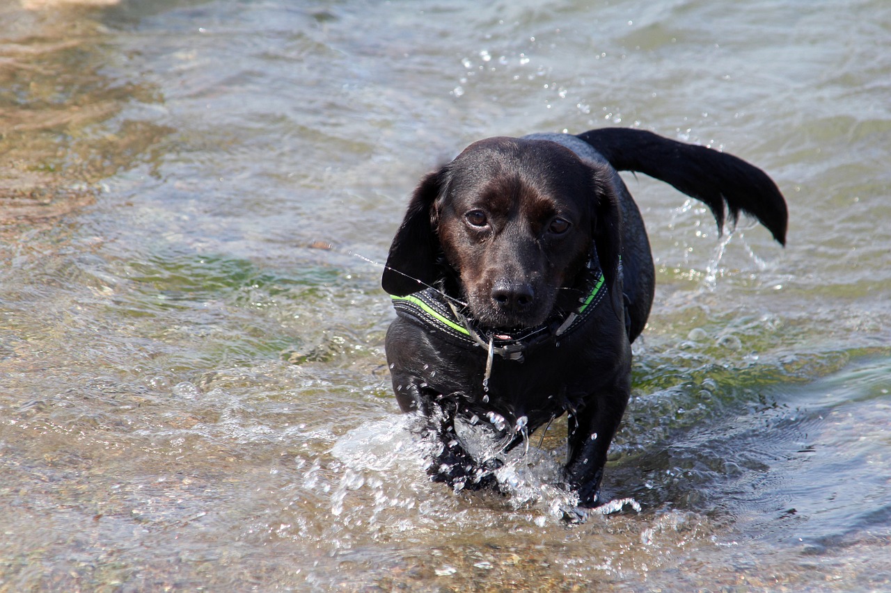 dog hybrid black free photo