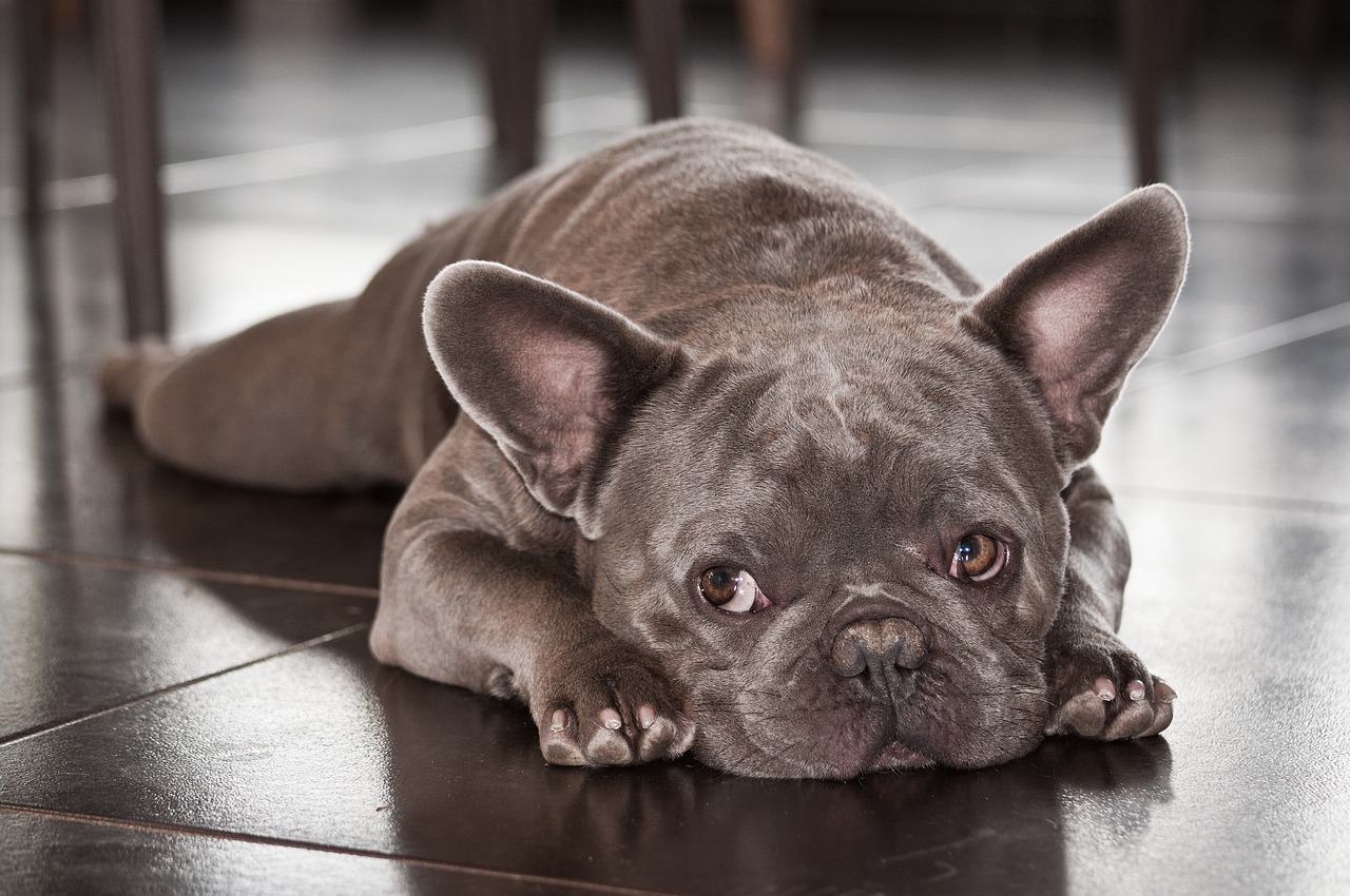 dog  french bulldog  pet free photo