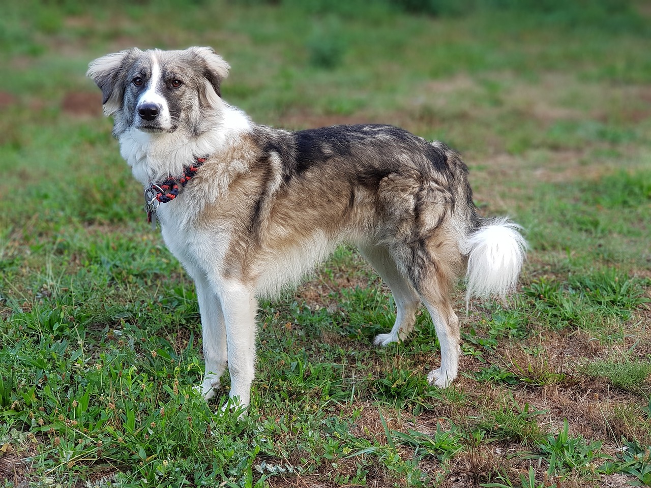 dog  herd protection dog  border collie mongrel free photo