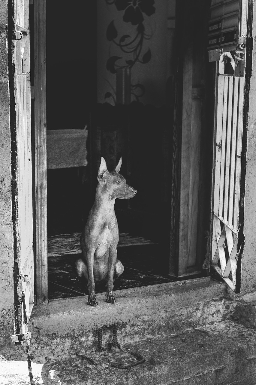 dog  cuba  travel free photo