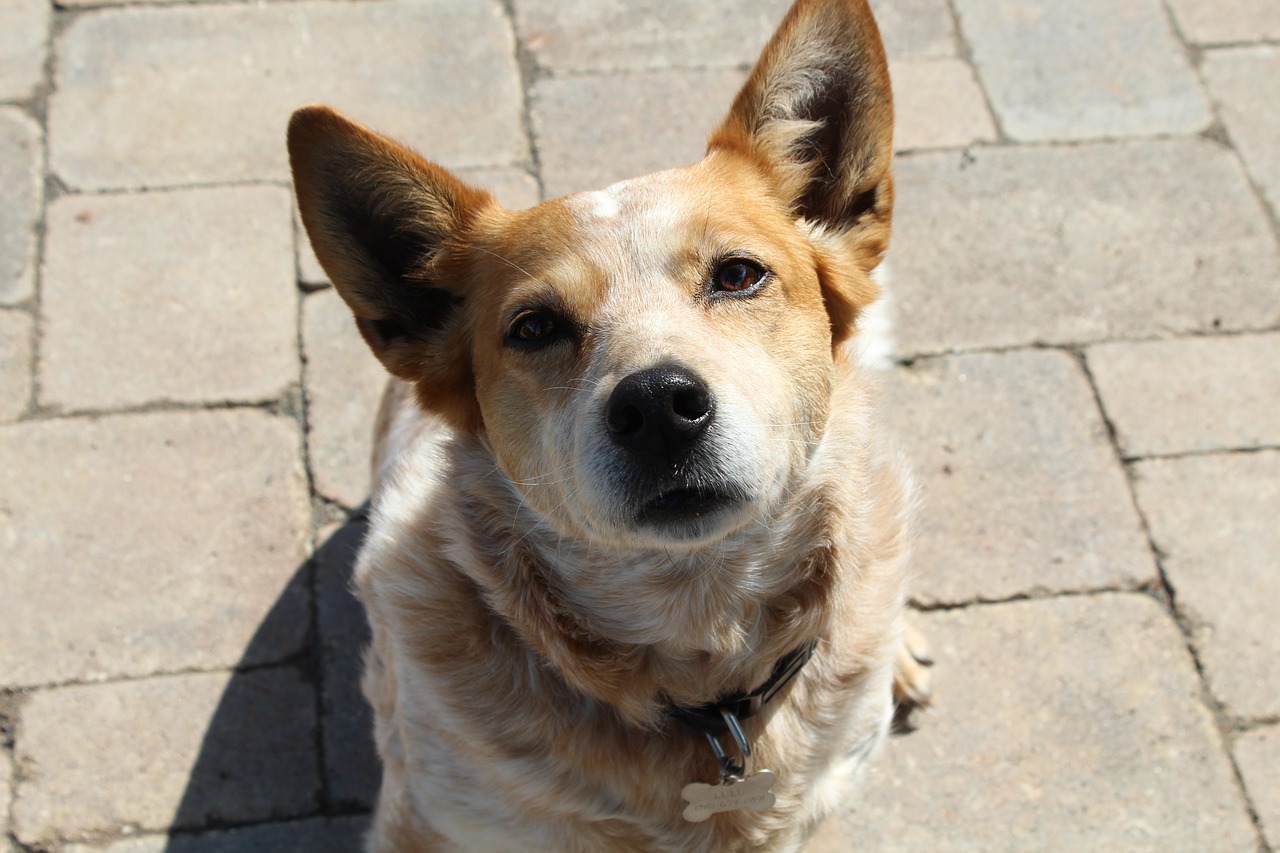 dog  corgi  red heeler free photo