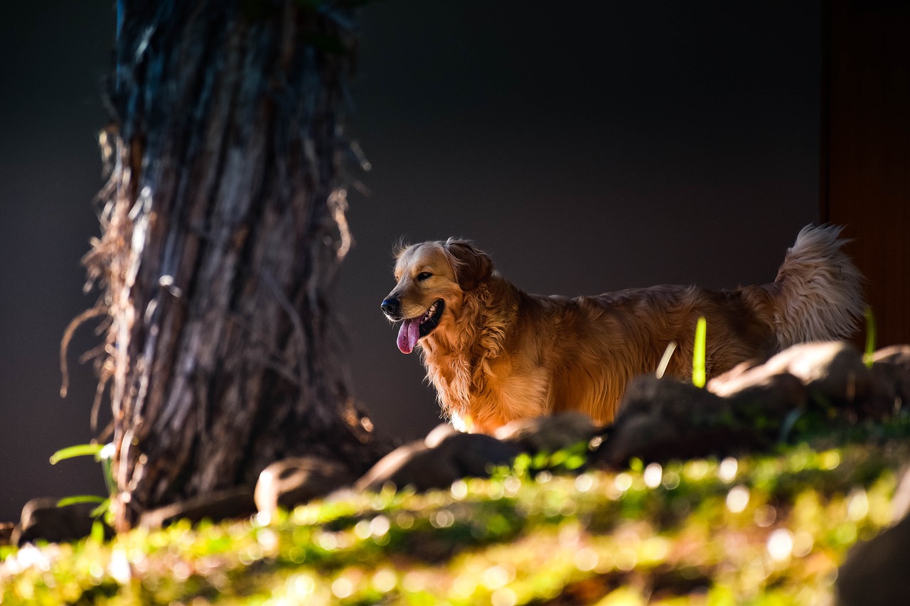 dog  goldenretriever  pet free photo