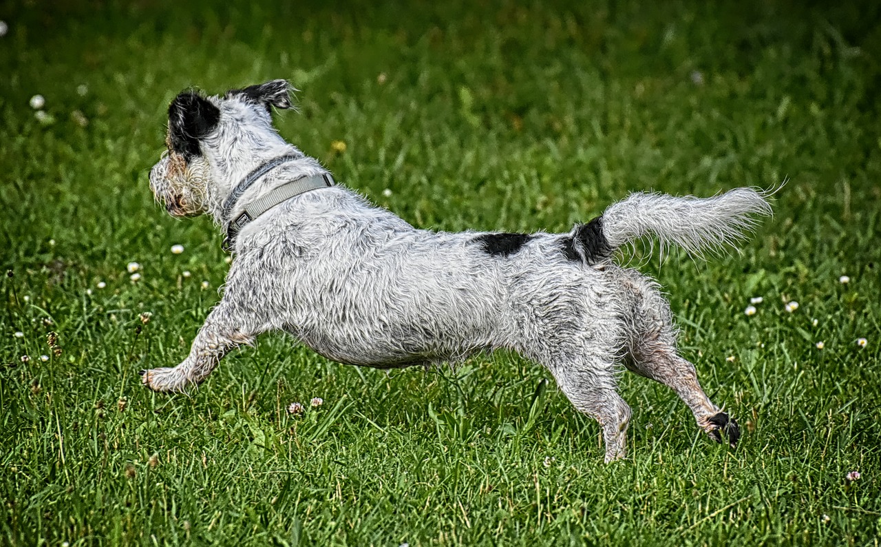 dog  race  jump free photo