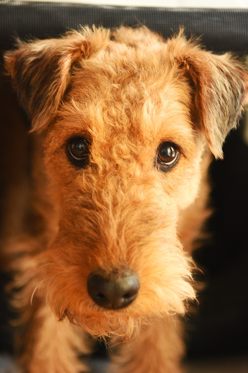 dog  airedale terrier  animal free photo