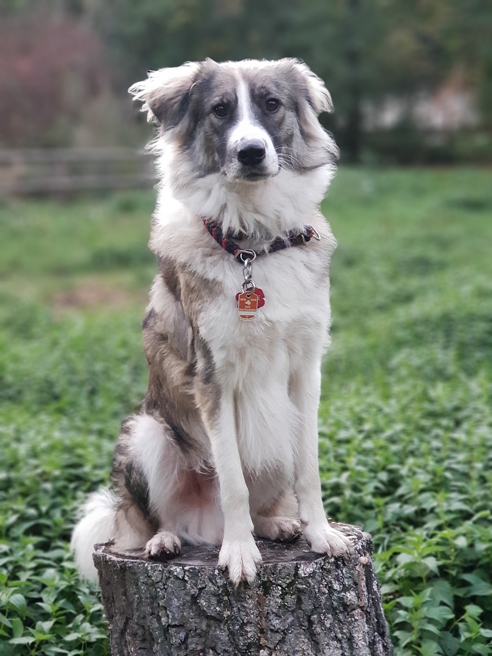 dog  log  herd protection dog free photo