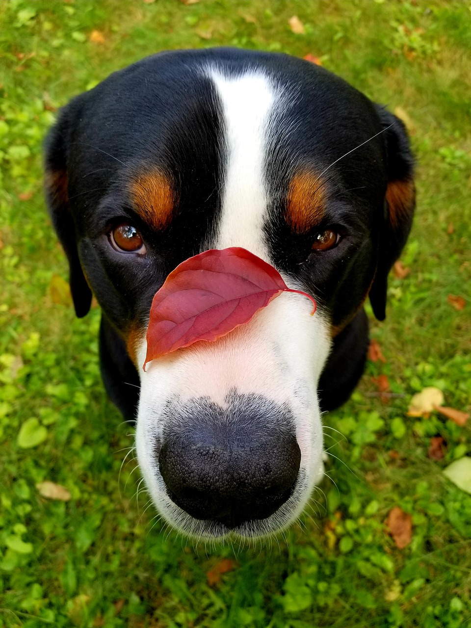 dog  leaf  nose free photo