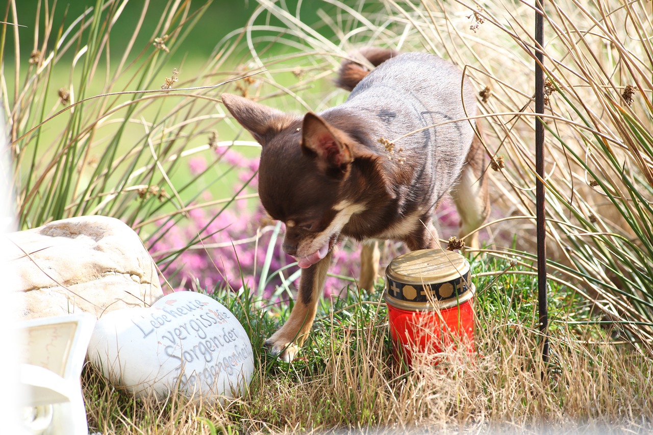 dog  grass  chihuahua free photo