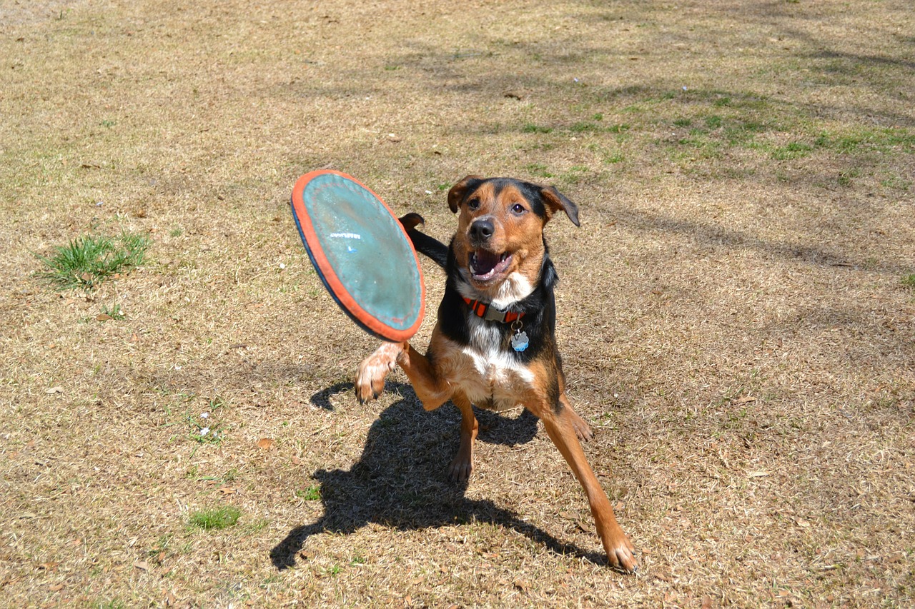 dog frisbee fetch free photo