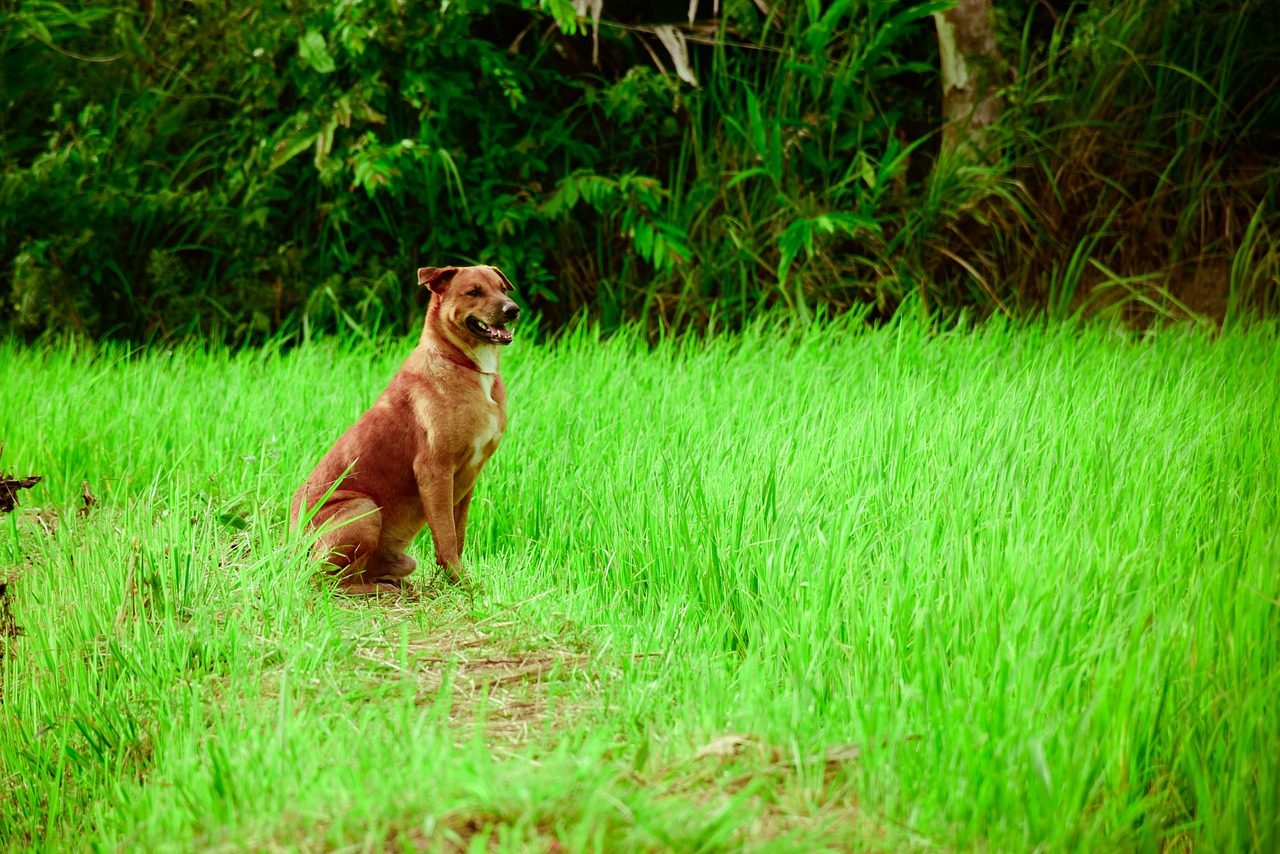 dog  mead  nature free photo