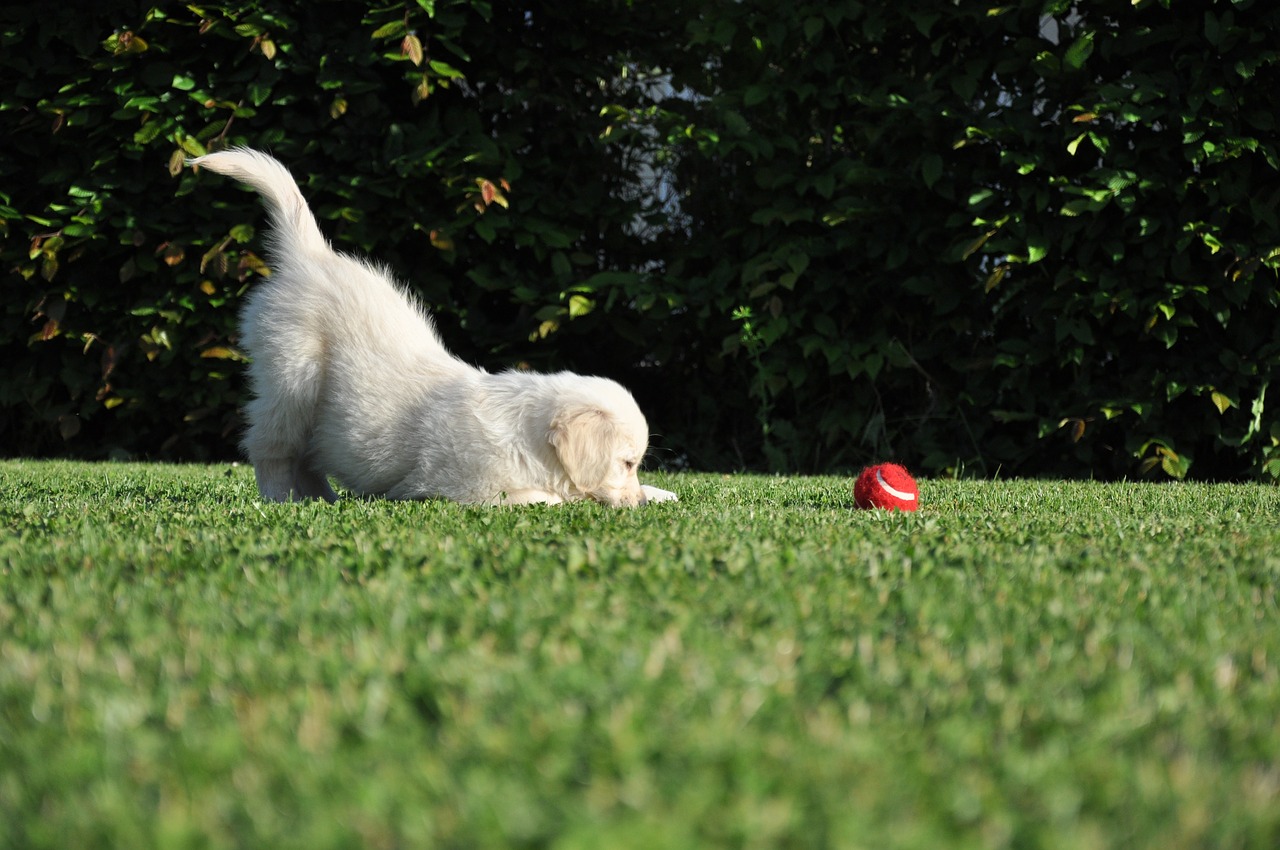 dog game golden retriever free photo