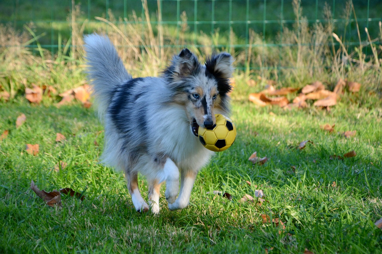 dog  bitch  shetland sheepdog nobility blue free photo