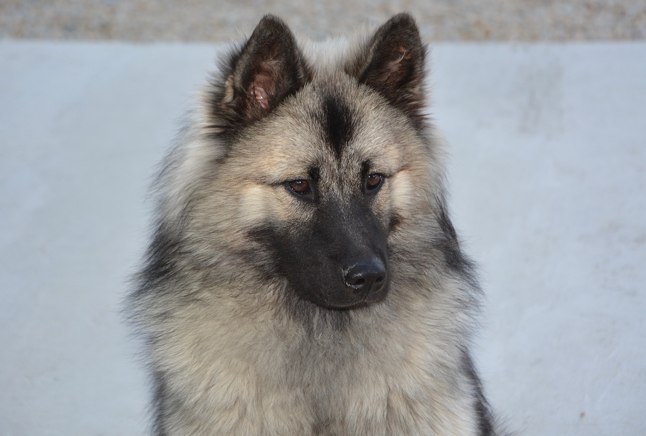 dog  bitch  dog eurasier free photo