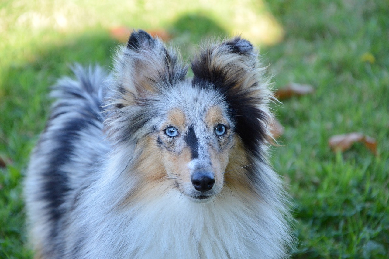 dog  bitch  bitch shetland sheepdog free photo