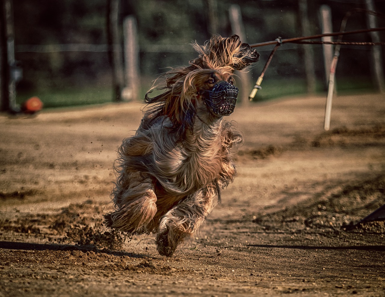 dog  dog racing  greyhounds free photo