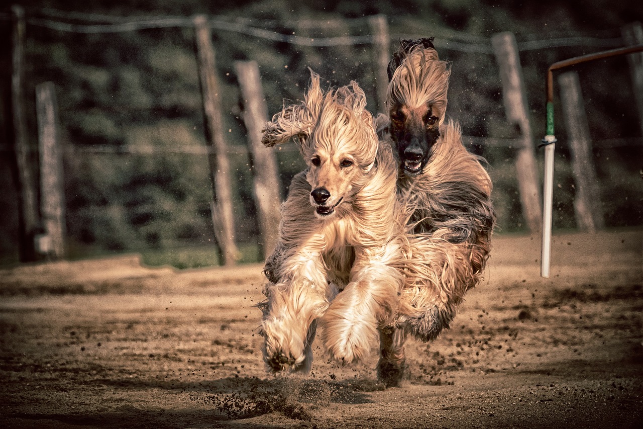 dog  dog racing  greyhounds free photo