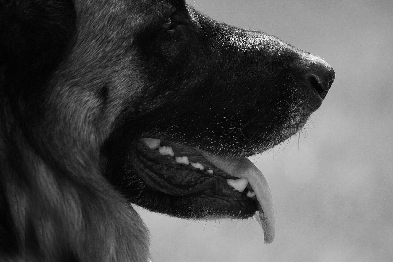 dog  shepherd  pet free photo