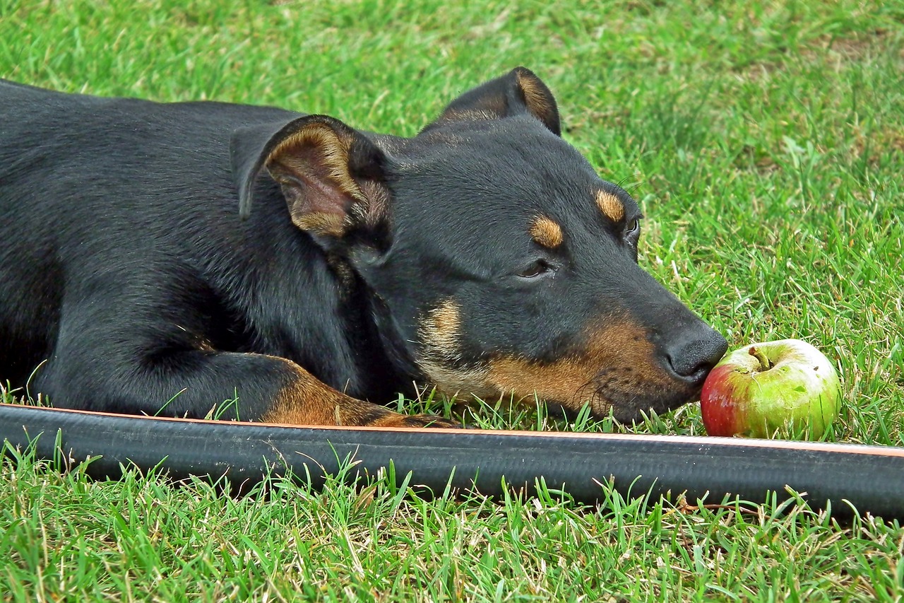 dog  animals  apple free photo