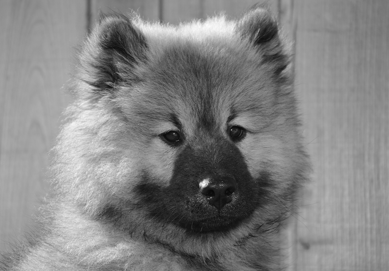 dog  dog eurasier  photo black white free photo