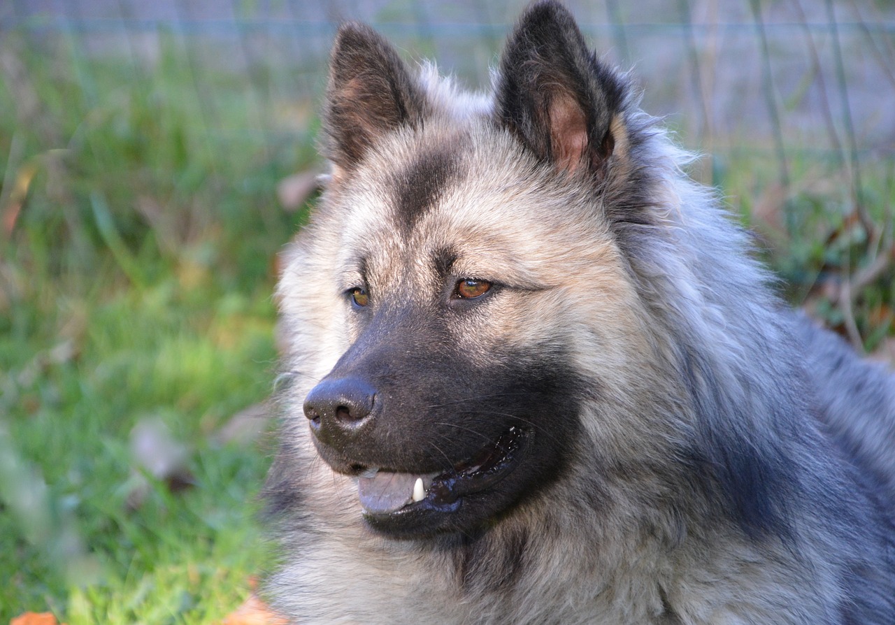 dog  bitch  dog eurasier christmas free photo