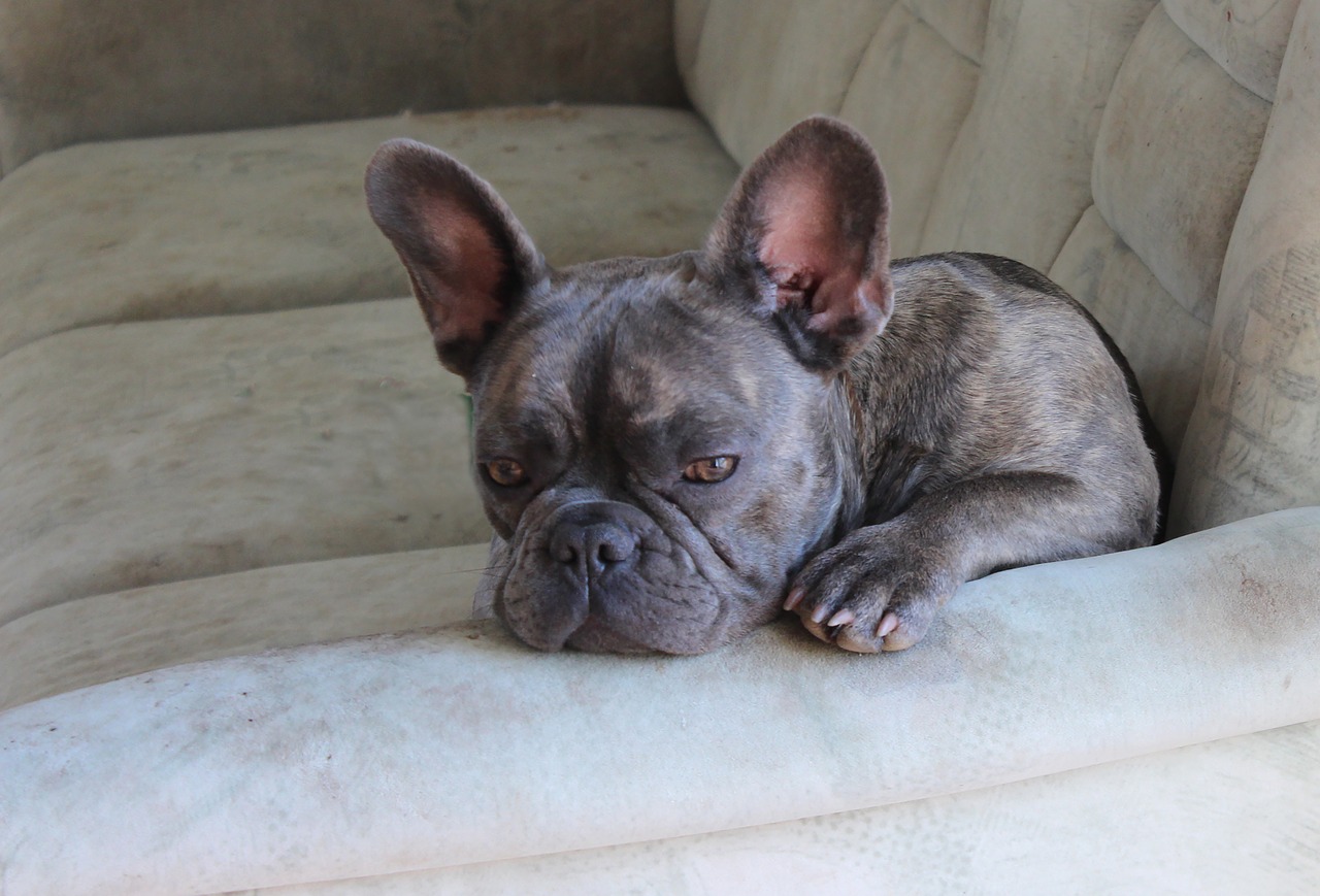 dog  french bulldog  race free photo