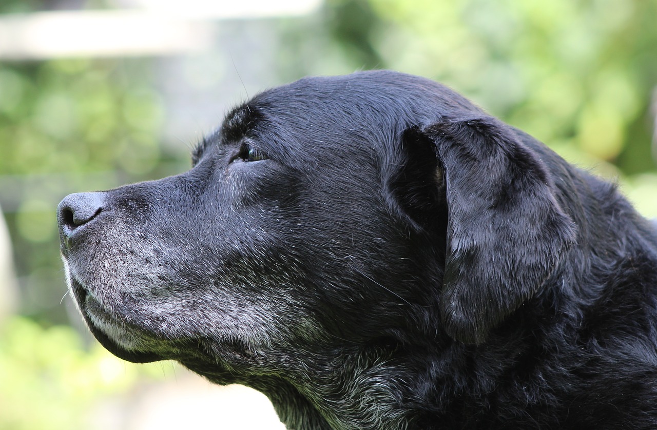 dog  labrador  black free photo