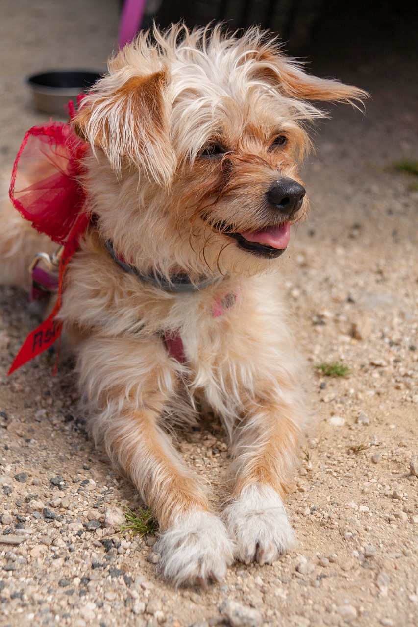 dog  wedding  animal free photo