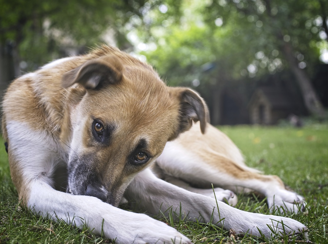 dog  rest  dog house free photo