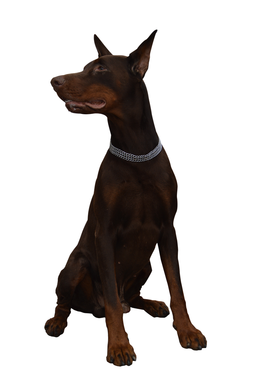 dog  doberman  animal free photo