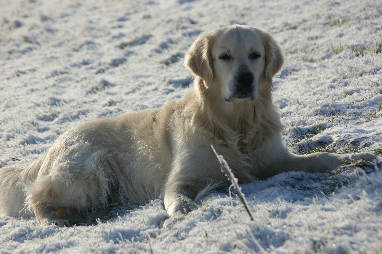 dog snow concerns free photo