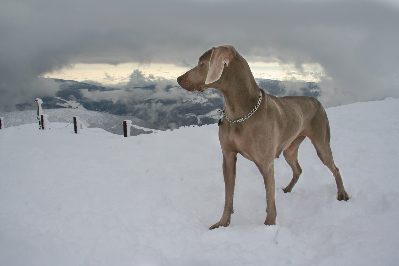 dog  snow  pointer free photo