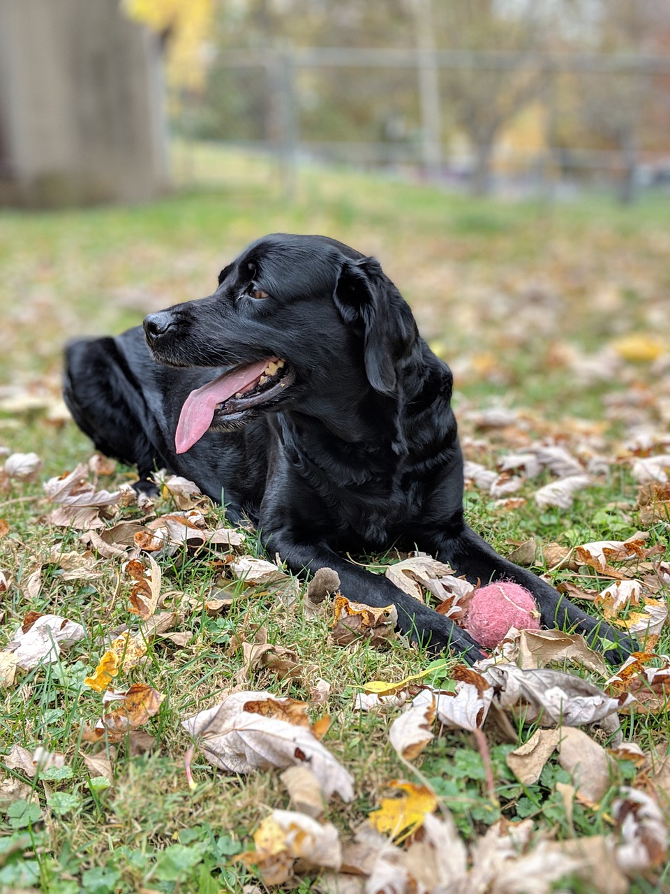 dog  labrador  lab free photo