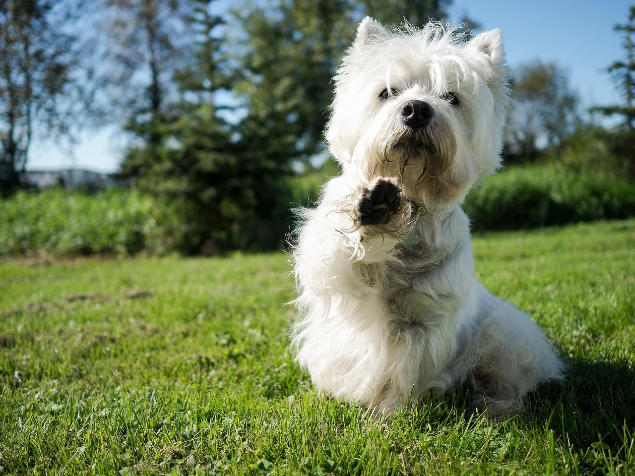 dog  white  cute free photo