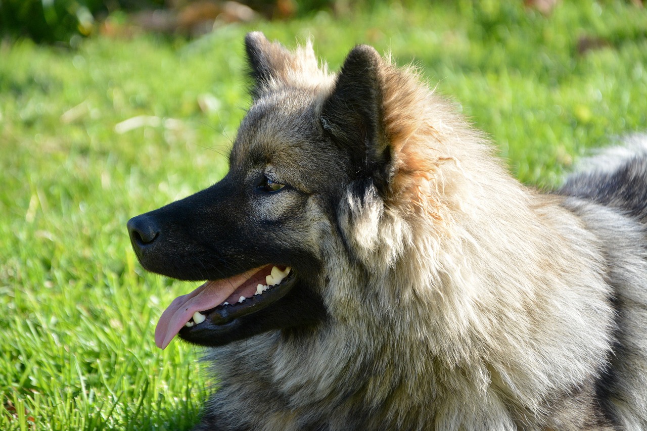 dog  bitch  dog eurasier free photo