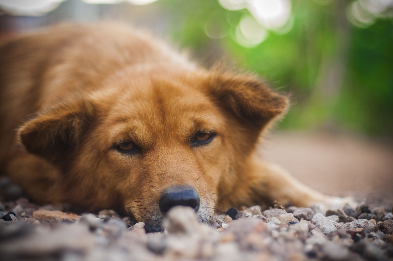 dog  portrait  animal free photo