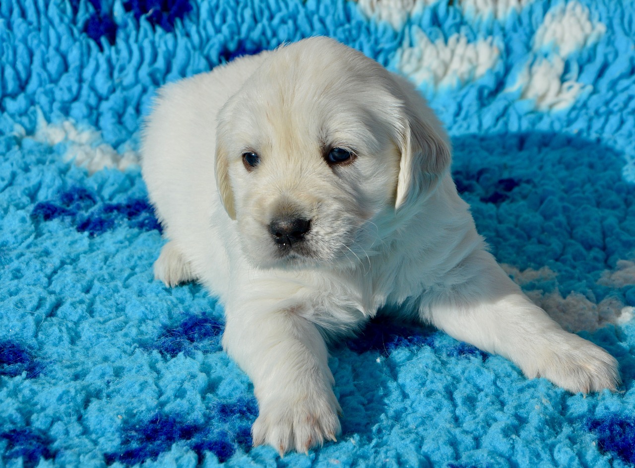 dog  golden retriever puppy  pup free photo