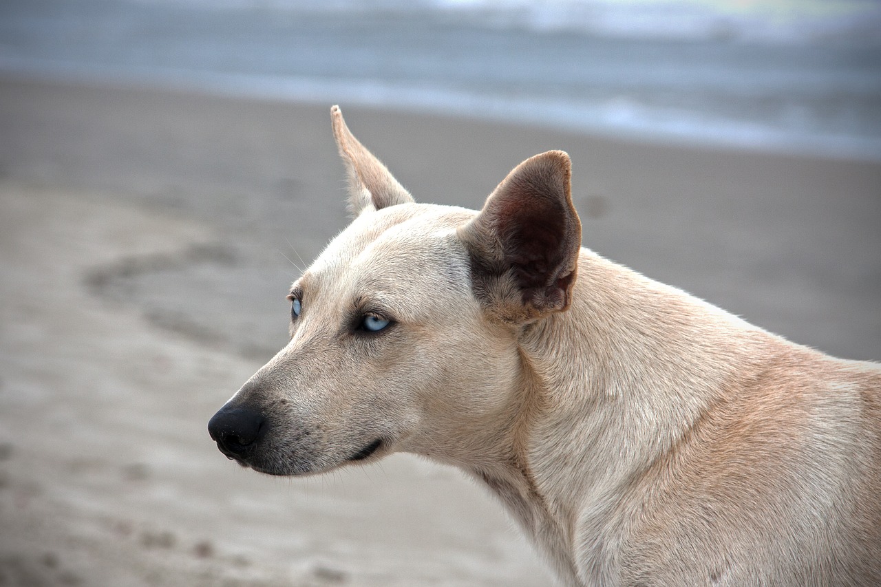 dog  beach  animal free photo