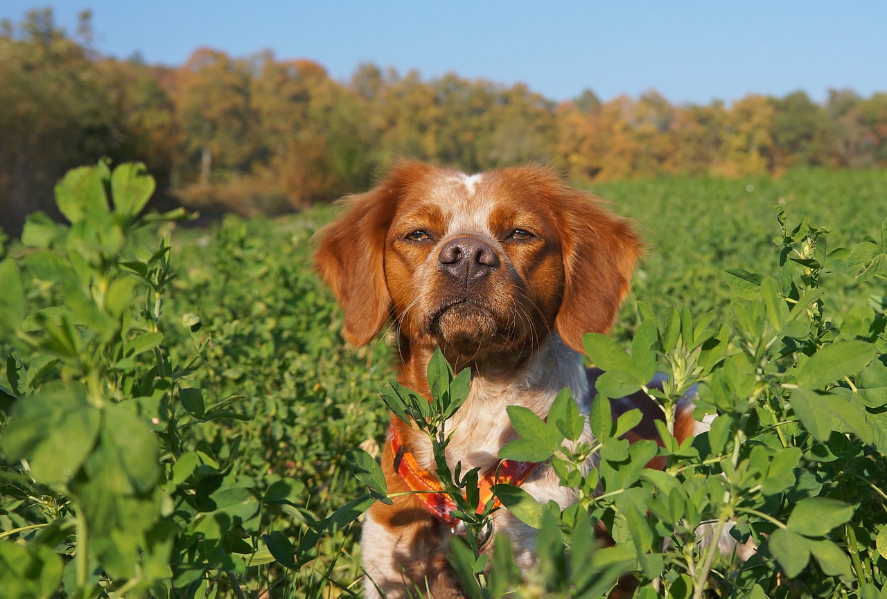 dog  spaniel  hunting free photo