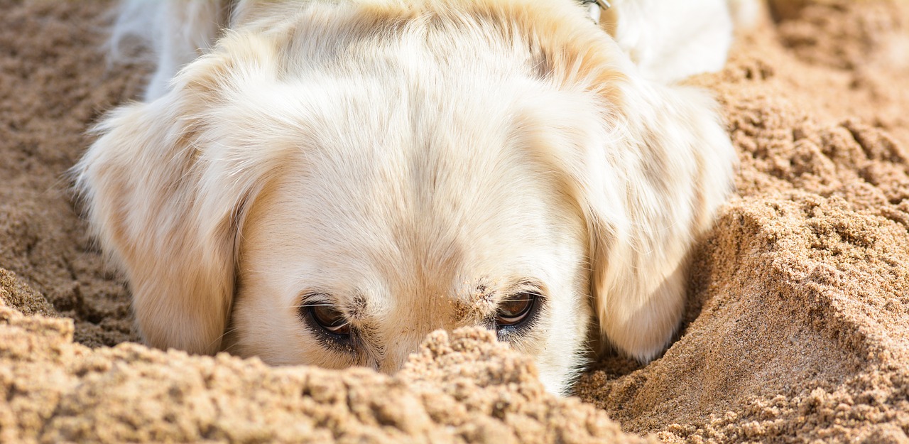 dog  pet  golden retriever free photo