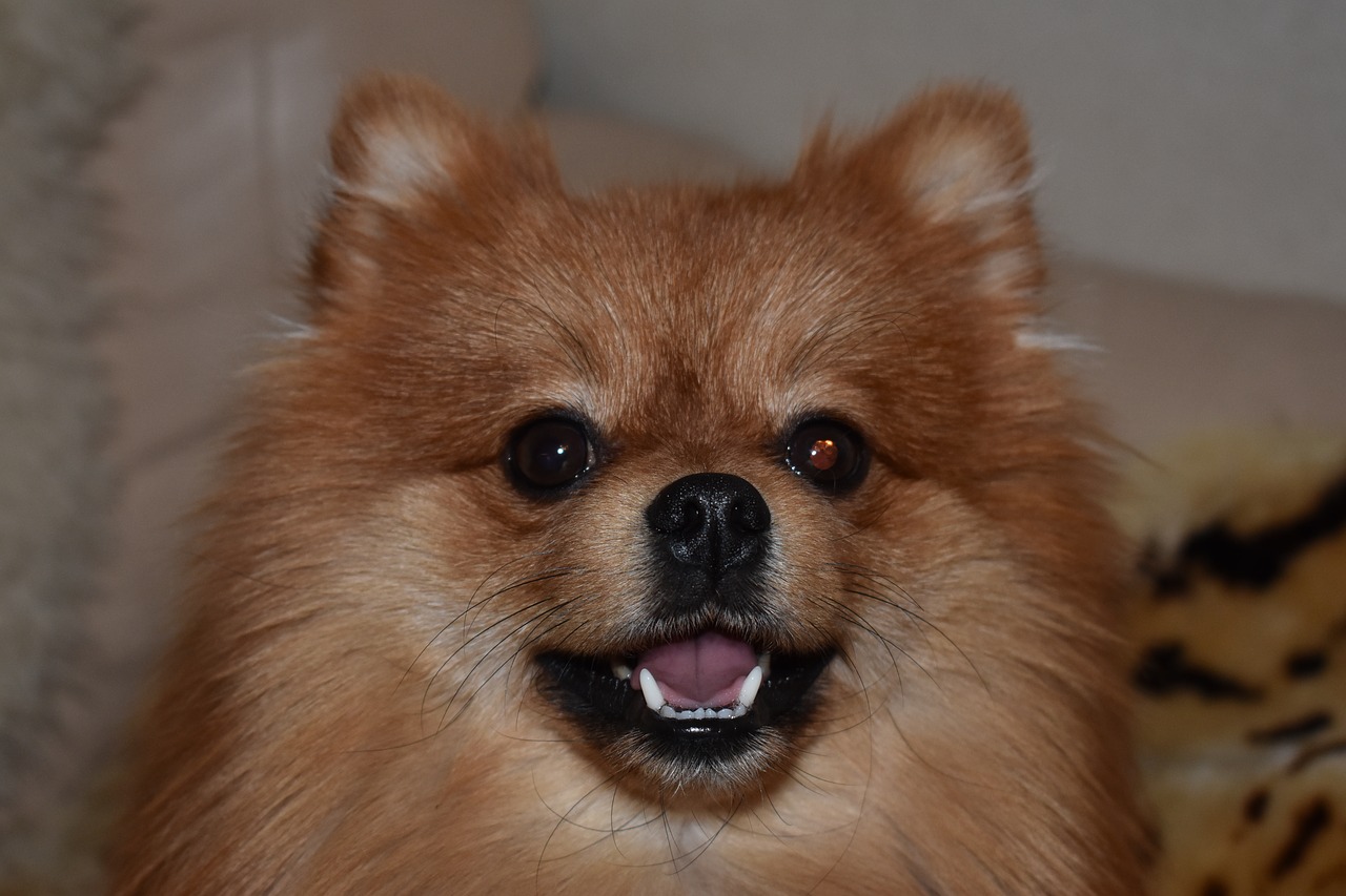 dog  spitz  pomeranian free photo