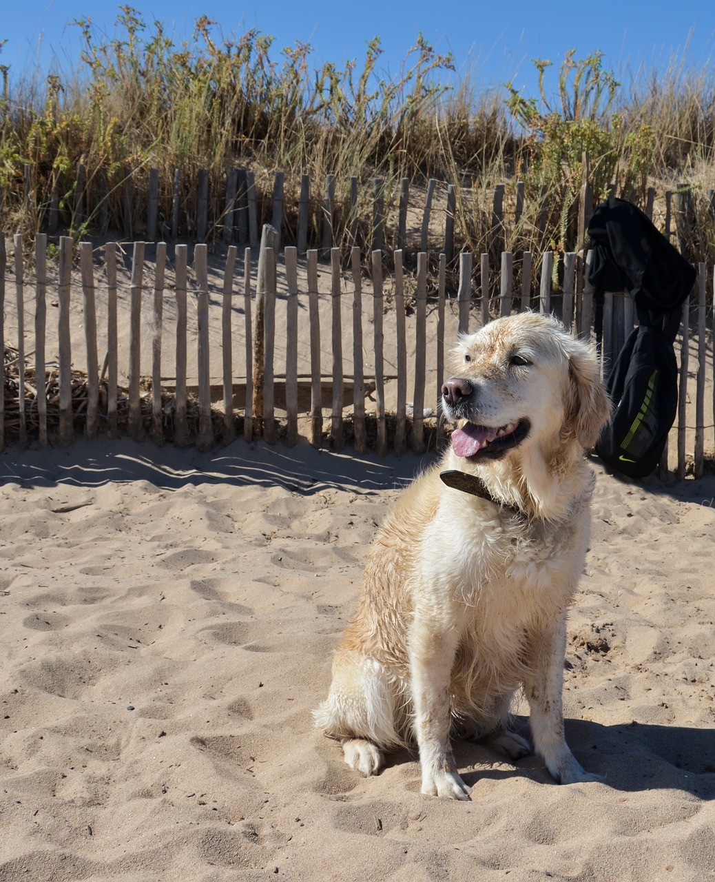 dog  golden retriever  golden free photo