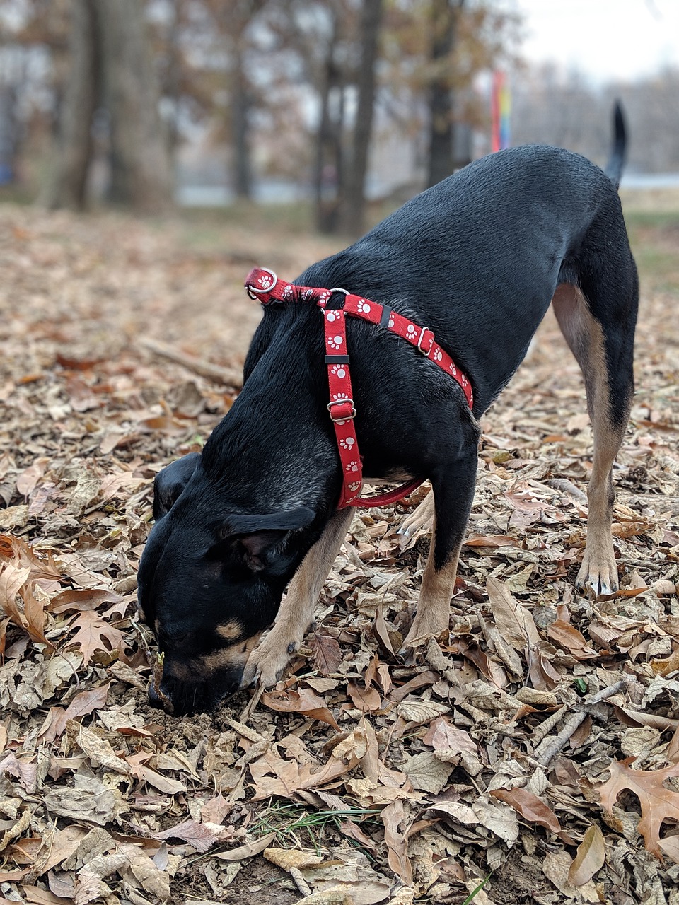 dog  canine  black free photo